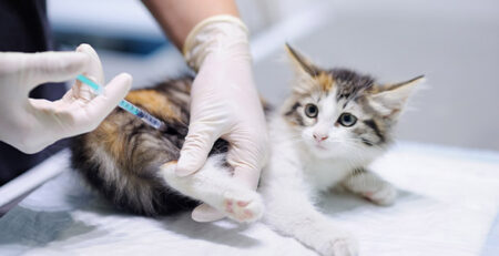 FeLV felina ovvero la leucemia dei gatti | Clinica La Veterinaria