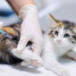 Malattie del gatto FeLV FIV FIP | Clinica La Veterinaria
