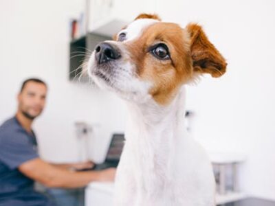 Testicolo ritenuto nel cane | Clinica La Veterinaria