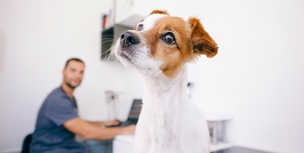 Testicolo ritenuto nel cane | Clinica La Veterinaria