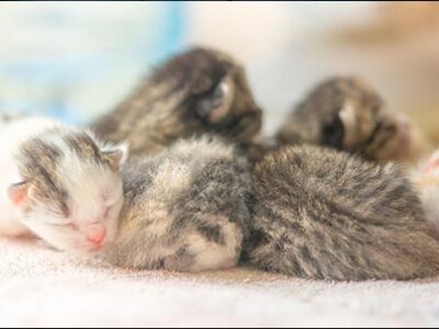 Parto della gatta - Gatta incinta | Clinica La Veterinaria