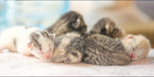 Parto della gatta - Gatta incinta | Clinica La Veterinaria