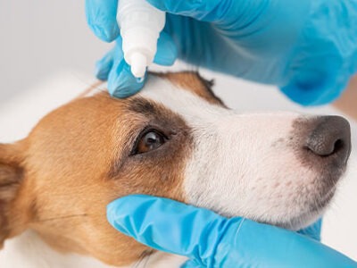 Gli occhi dei cani: patologie e trattamenti | Clinica La Veterinaria