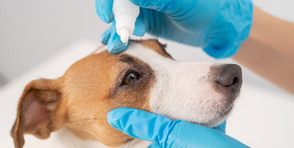 Gli occhi dei cani: patologie e trattamenti | Clinica La Veterinaria