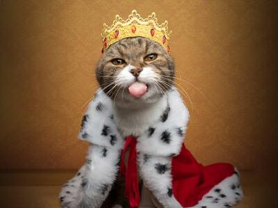 Giornata mondiale del gatto: miti e curiosità | Clinica La Veterinaria
