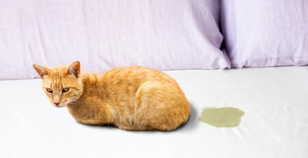 Disturbi comportamentali del gatto | Clinica La Veterinaria