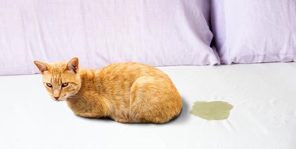 Disturbi comportamentali del gatto | Clinica La Veterinaria