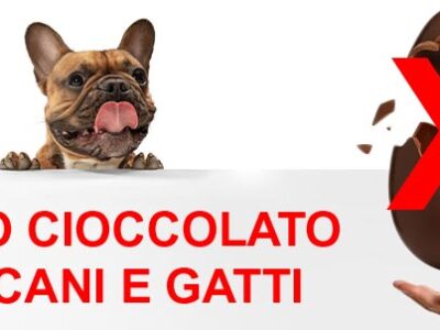 Cioccolato e alimenti tossici per cani e gatti | Clinica La Veterinaria