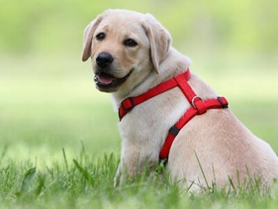 Pettorina o collare: cosa è meglio per il cane? | Clinica La Veterinaria