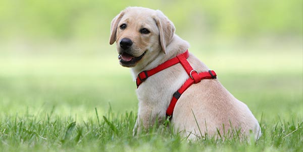 Pettorina cane o collare: cosa è meglio per il cane? | Clinica La Veterinaria