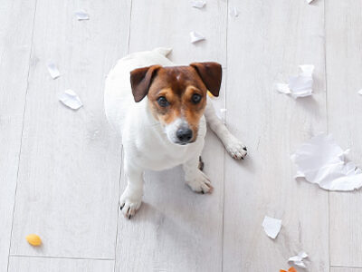 Comportamento del cane e disagi emotivi | Clinica La Veterinaria