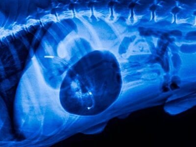 Epatite cane | Clinica La Veterinaria