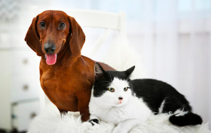Pancreatite cane e gatto