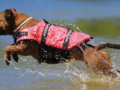 Cani in spiaggia tra regole e divieti | Clinica La Veterinaria