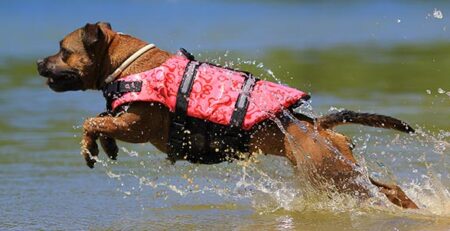 Cani in spiaggia tra regole e divieti | Clinica La Veterinaria