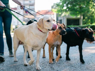 Pet sitter: perché scegliere un vero professionista | Clinica La Veterinaria