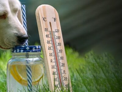 Colpo di calore cani e gatti | Clinica La Veterinaria