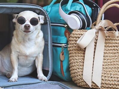 strutture ricettive pet friendly | Clinica La Veterinaria