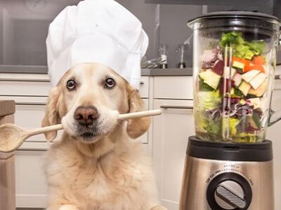 Inappetenza da caldo nel cane | Clinica La Veterinaria