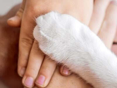 La giornata del cane | Clinica La Veterinaria