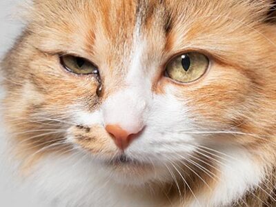 Occhi del gatto: le patologie più diffuse | Clinica La Veterinaria