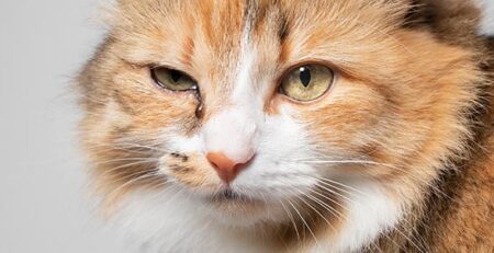 Occhi del gatto: le patologie più diffuse | Clinica La Veterinaria