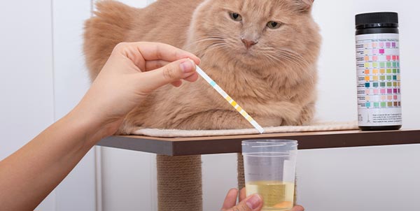 Struvite nel gatto | Clinica La Veterinaria