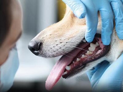 L'epulide nella bocca del cane | Clinica La Veterinaria