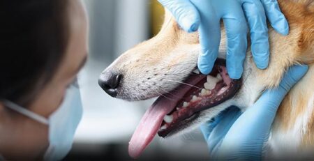 L'epulide nella bocca del cane | Clinica La Veterinaria