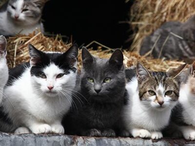 Fip gatto la peritonite infettiva del gatto | Clinica La Veterinaria