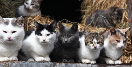Fip gatto la peritonite infettiva del gatto | Clinica La Veterinaria