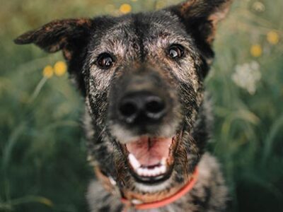 Atassia nel cane e nel gatto | Clinica La Veterinaria