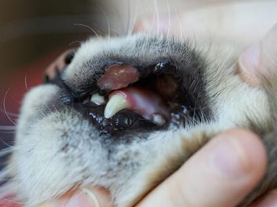Granuloma eosinofilico gatto | Clinica La Veterinaria