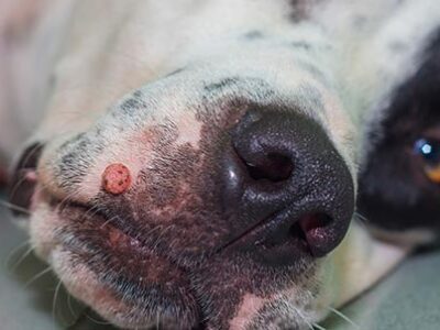 Papillomi cutanei nel cane o verruche | Clinica La Veterinaria