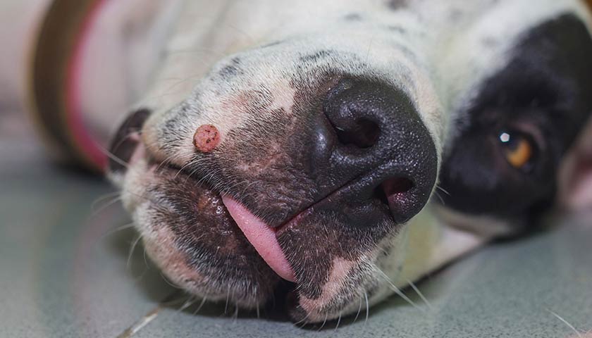 Verruche nel cane: i papillomi