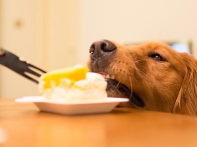 Dolci ai cani e ai gatti: vietato darli | Clinica La Veterinaria