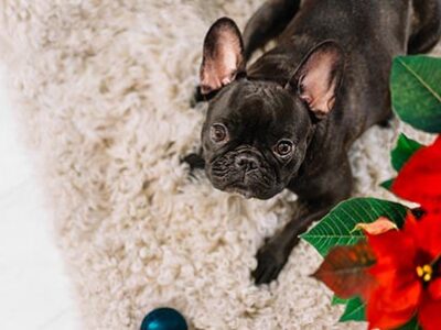 Piante tossiche velenose per cani e gatti Stelle di Natale | Clinica La Veterinaria