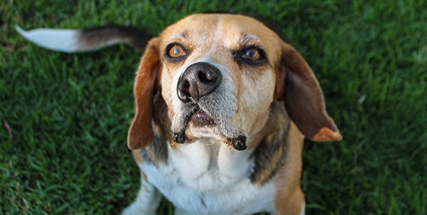 Labbro leporino e palatoschisi cane | Clinica La Veterinaria