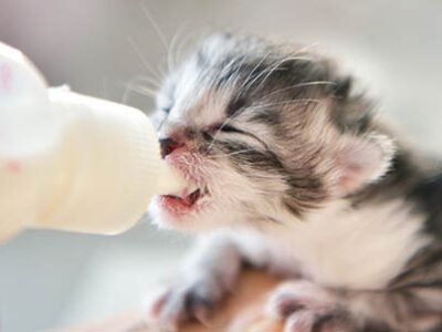 Allattamento gattini appena nati orfani | Clinica La Veterinaria