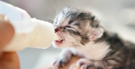 Allattamento gattini appena nati orfani | Clinica La Veterinaria