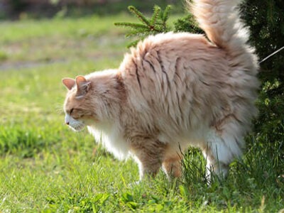 Castrazione gatto maschio | Clinica La Veterinaria