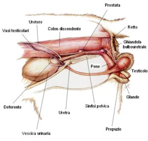 Blocco urinario gatto e ostruzione uretrale_Clinica La Veterinaria