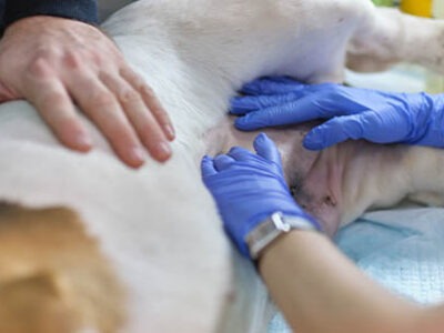 Piometra cane femmina | Clinica La Veterinaria