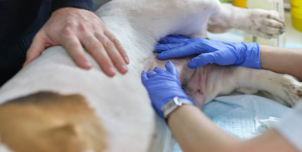 Piometra cane femmina | Clinica La Veterinaria