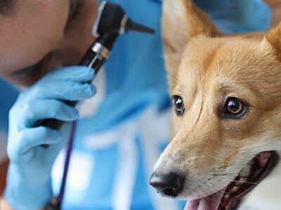 Sindrome vestibolare nel cane | Clinica La Veterinaria