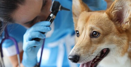 Sindrome vestibolare nel cane | Clinica La Veterinaria