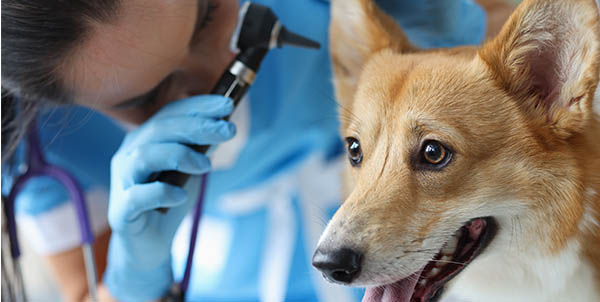 Sindrome vestibolare cane | Clinica La Veterinaria