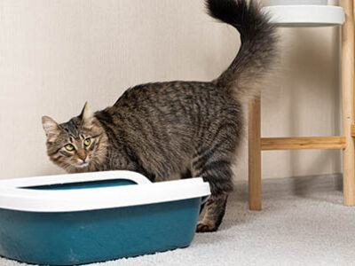 Blocco urinario gatto | Clinica La Veterinaria