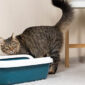 Blocco urinario gatto | Clinica La Veterinaria