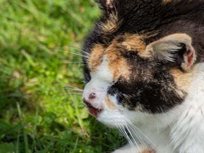 Carcinoma squamocellulare gatto | Clinica La Veterinaria